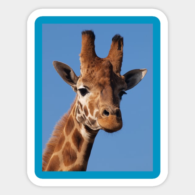 Giraffe Sticker by Sunshinesmiles